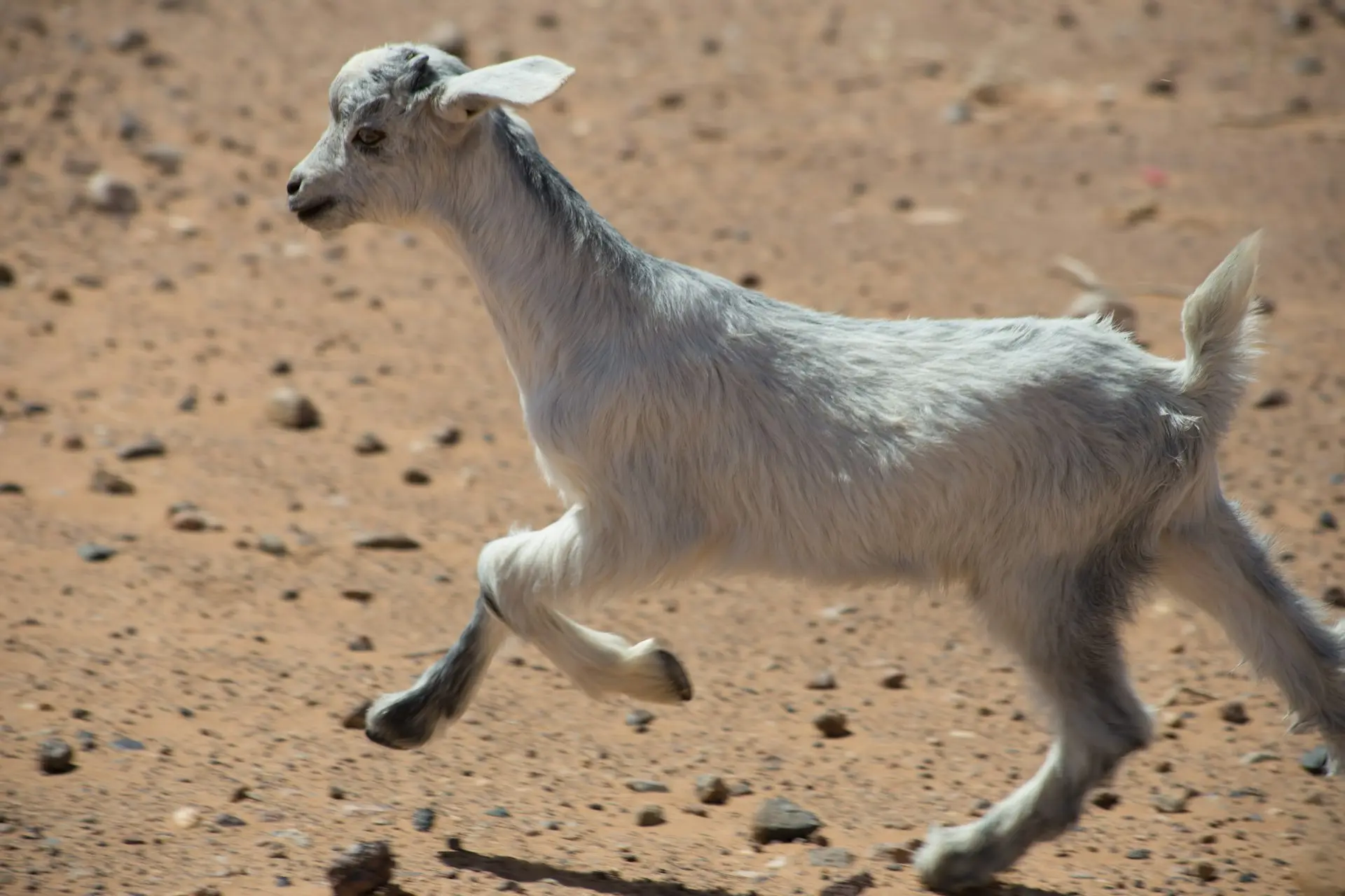cabri élevage de la ferme d'akékoi Levraifermier white kid running on brown soil