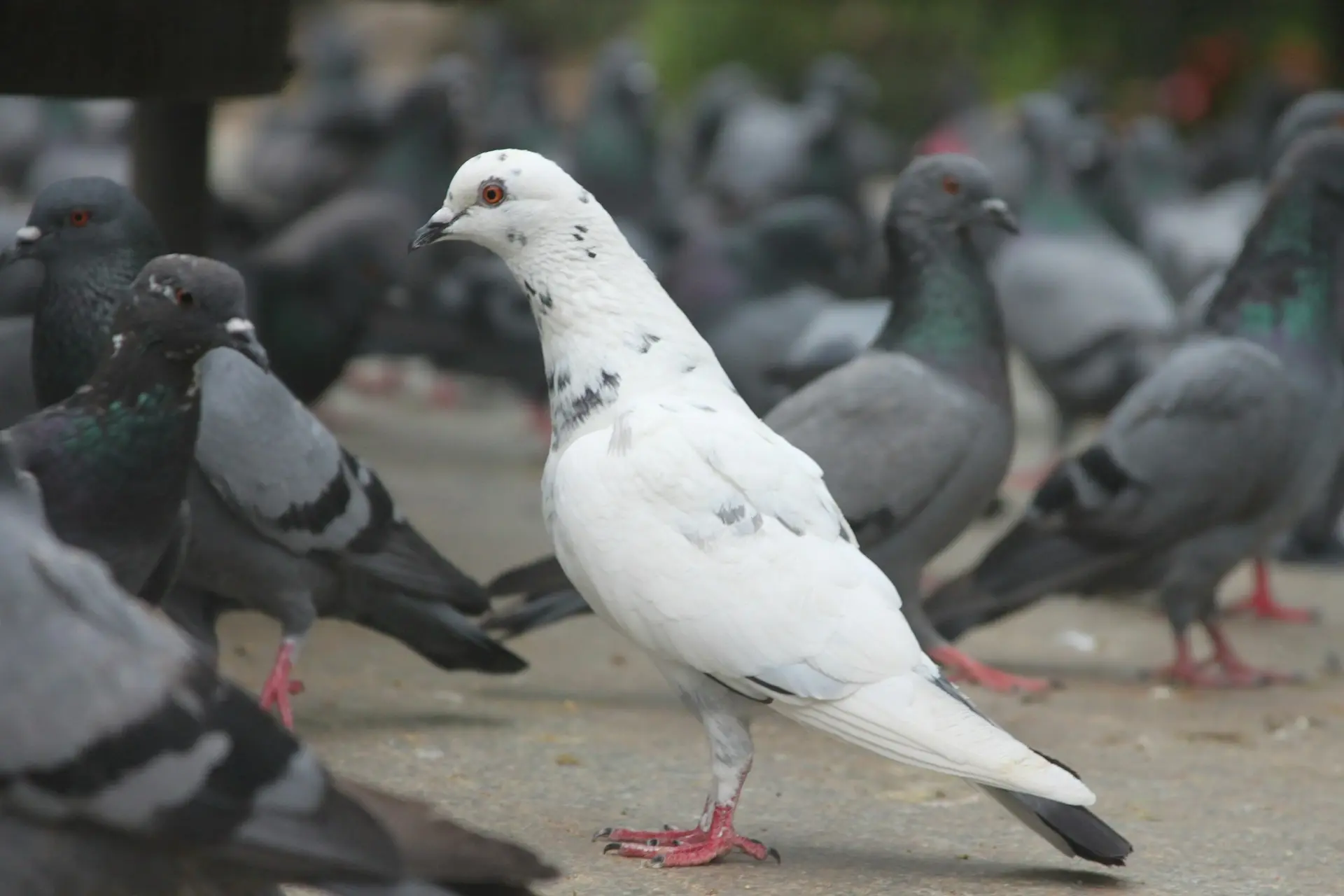 Pigeon braisé de la ferme d'akékoi Levraifermier Levraifermier Pigeon braisé de la ferme d'akékoi