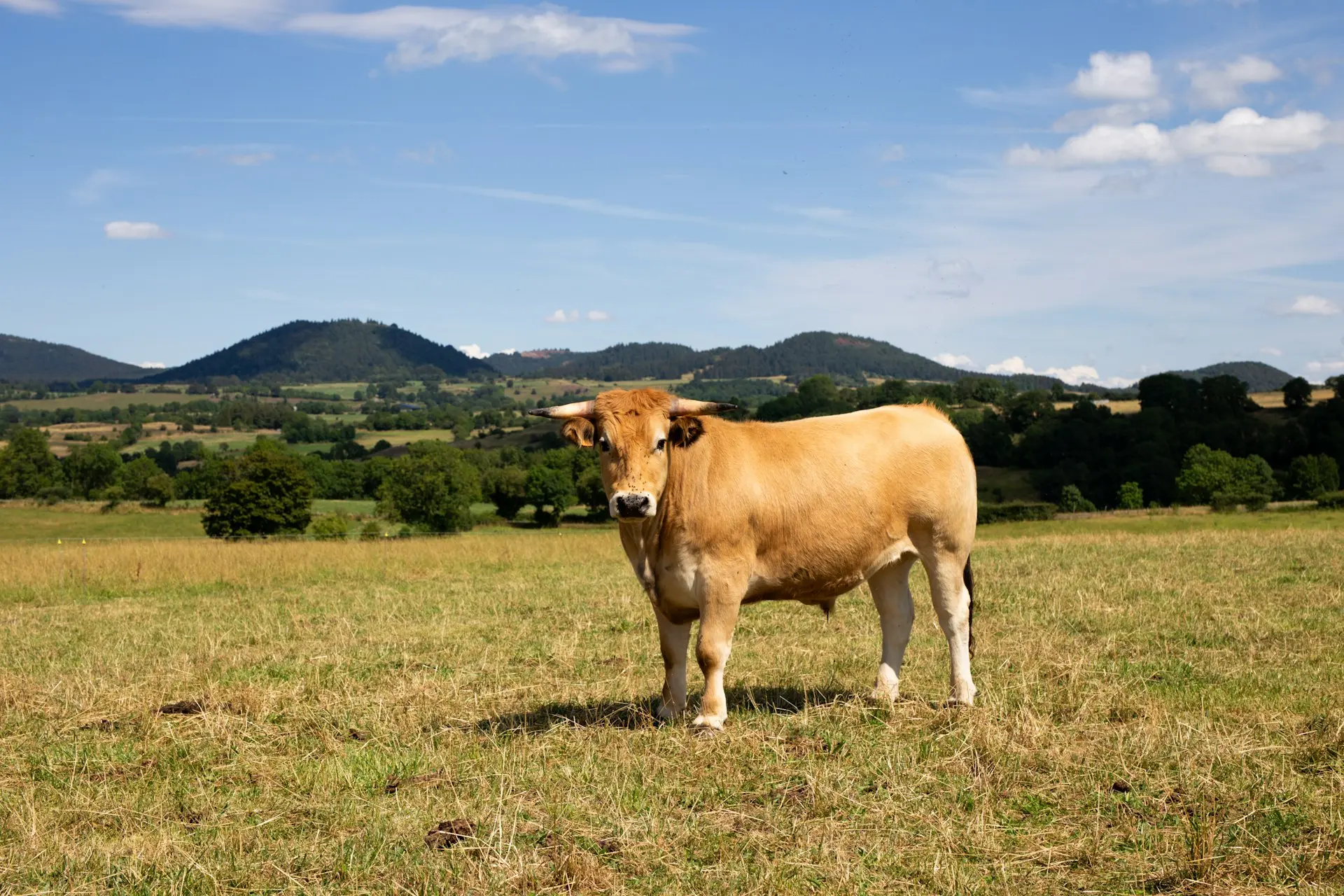 Bœuf élevage de la ferme d'akékoi Levraifermier Levraifermier Bœuf élevage de la ferme d'akékoi
