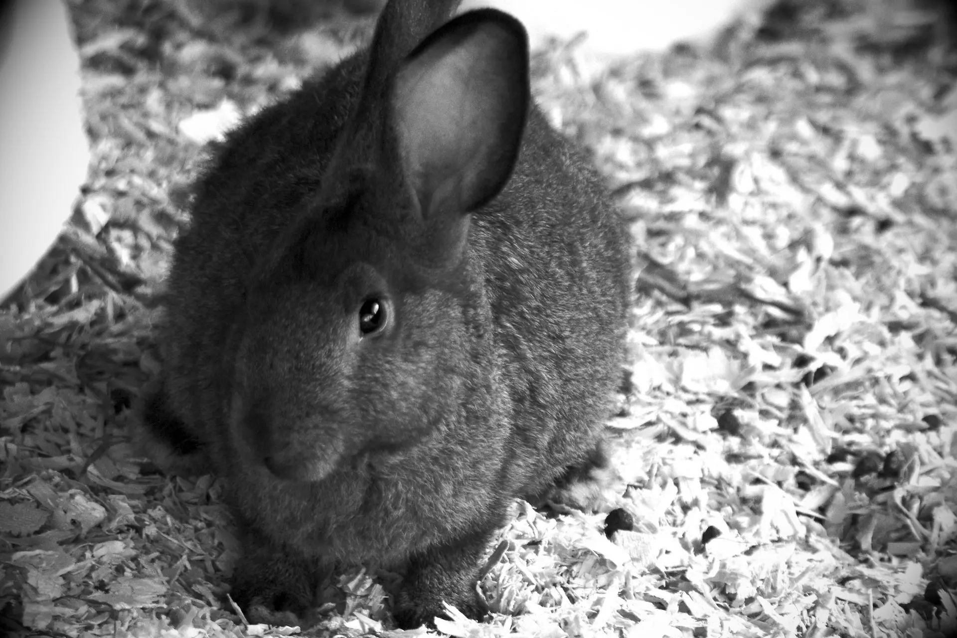 Lapin élevage de la ferme d'akékoi Levraifermier a black and white photo of a rabbit