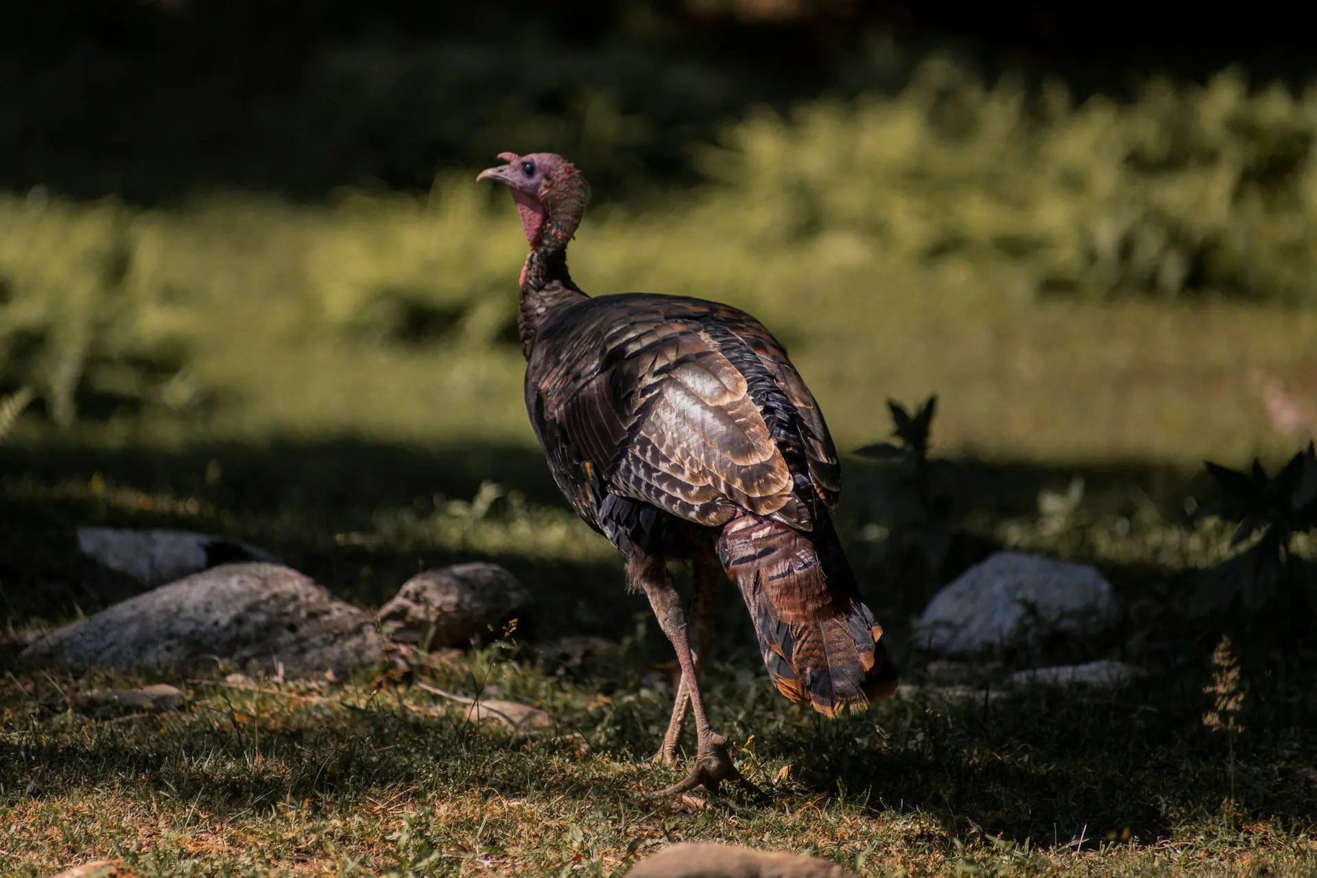 Dinde élevage de la ferme d'akékoi Levraifermier Levraifermier Dinde élevage de la ferme d'akékoi