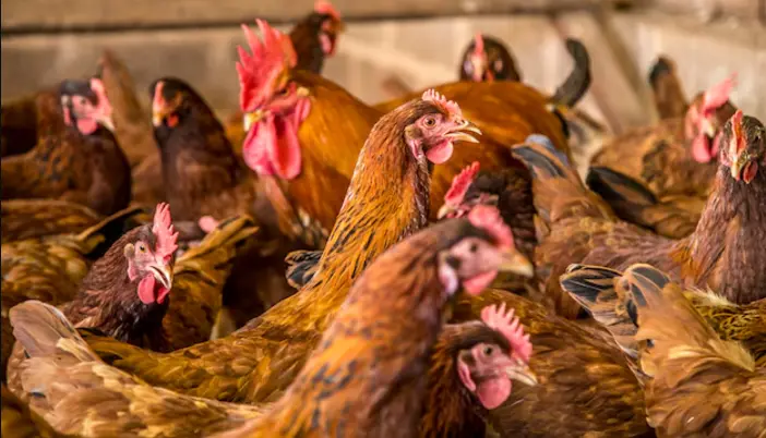 Poulet coquelet élevage de la ferme d'akékoi Levraifermier Levraifermier poulet coquelet élevage de la ferme d'akékoi