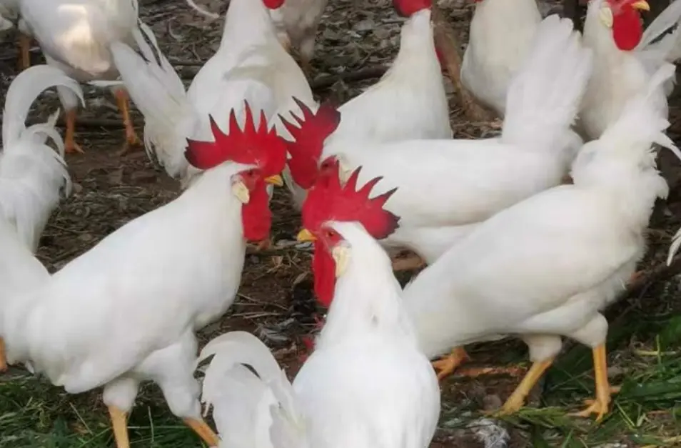 Poulet tassaba élevage de la ferme d'akékoi Levraifermier Levraifermier poulet tassaba élevage de la ferme d'akékoi