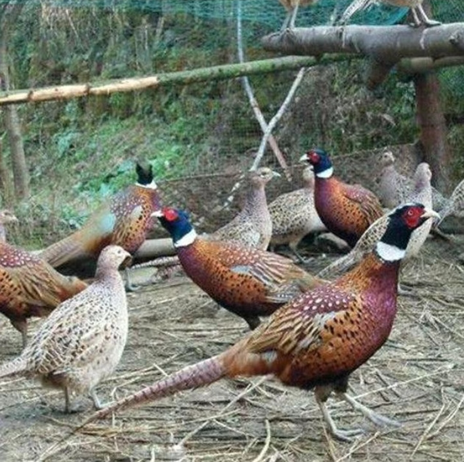 Levraifermier perdrix élevage de la ferme de Tiassalé