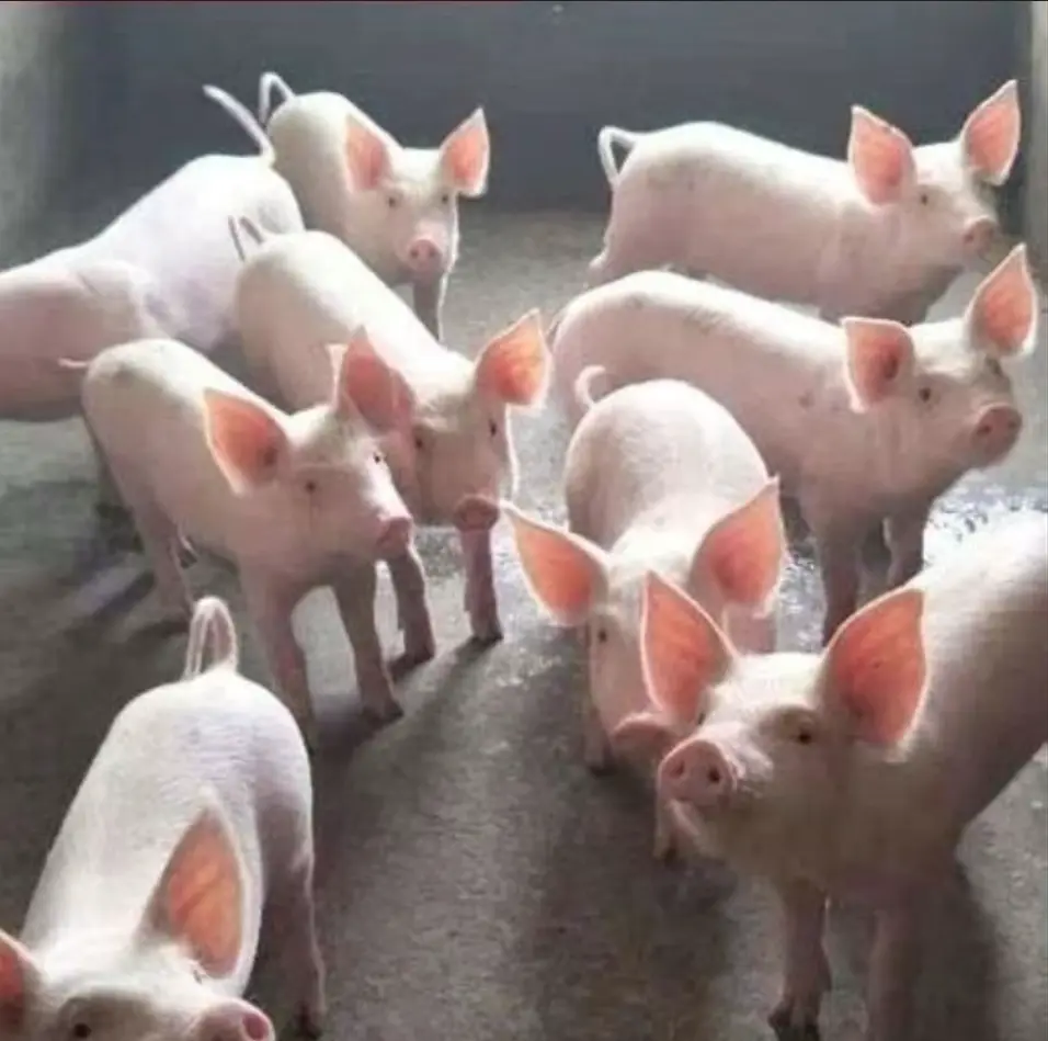 Porc de la ferme d'akékoi Levraifermier Levraifermier Porc de la ferme d'akékoi