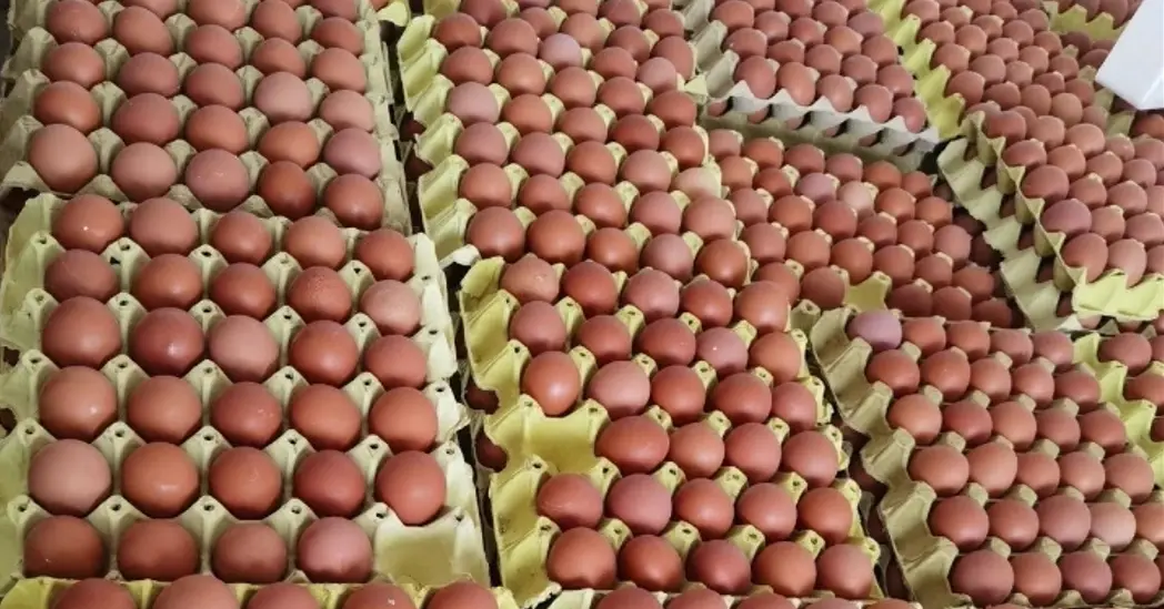 Levraifermier oeuf de la ferme d'akékoi