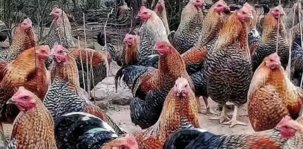Levraifermier poulet braisé tassaba de la ferme d'akékoi