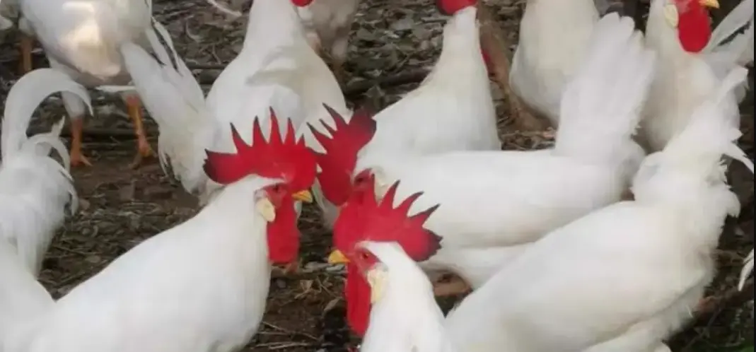 Levraifermier poulet braisé tassaba de la ferme d'akékoi