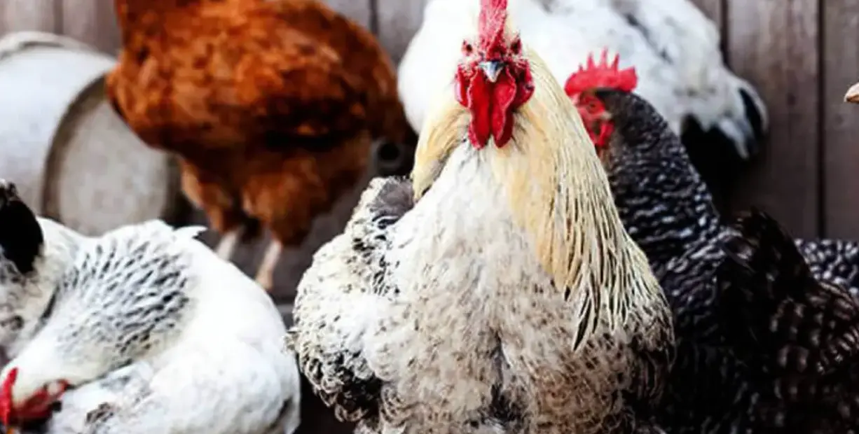 Levraifermier Poulet COQUELET braisé de la ferme d'akékoi