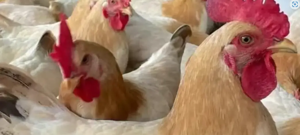 Levraifermier Volaille braisé de la ferme d'akékoi