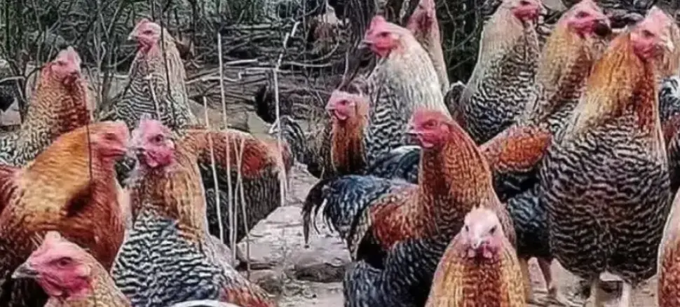 Levraifermier Poulet Tassaba de la ferme d'akékoi 
