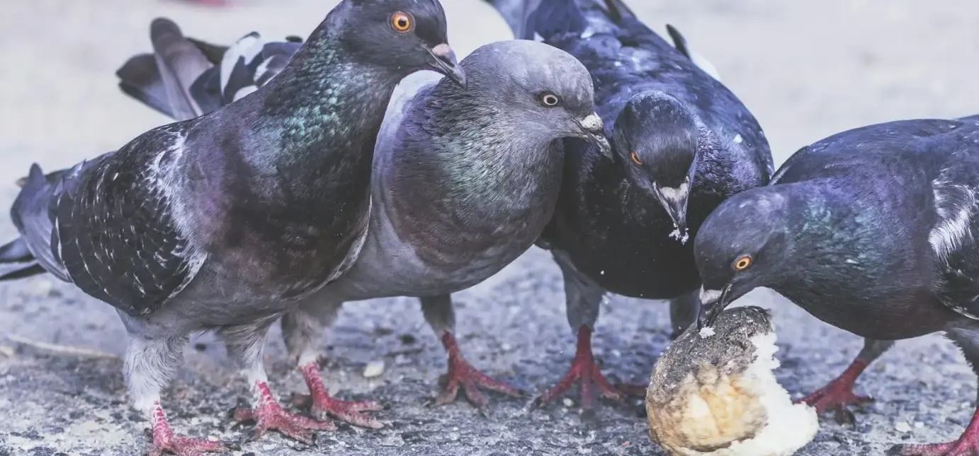 Levraifermier Pigeon braisé de la ferme d'akékoi