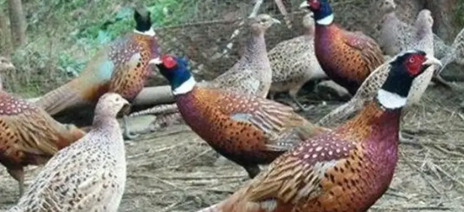 Levraifermier Perdrix braisé de la ferme d'akékoi