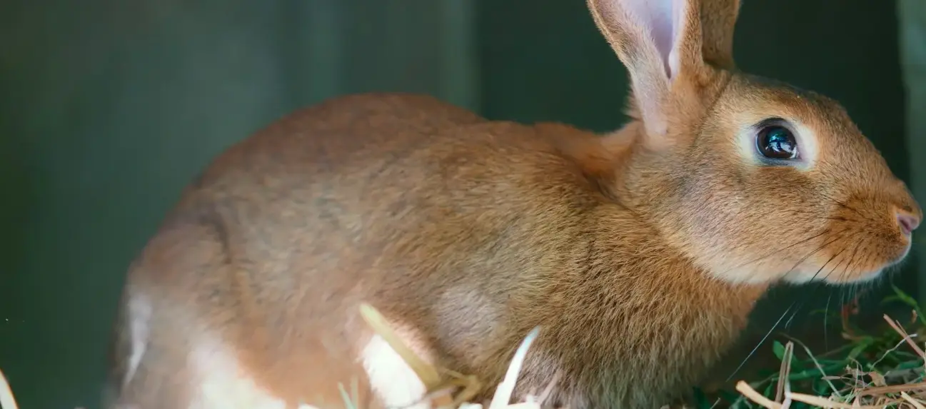 Levraifermier Lapin braisé de la ferme d'akékoi