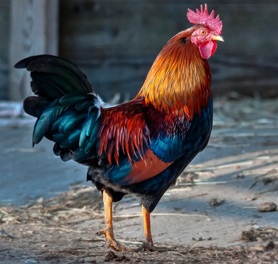 Poulet d'Adjué