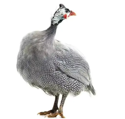 PINTADE FERMIER VIVANTE