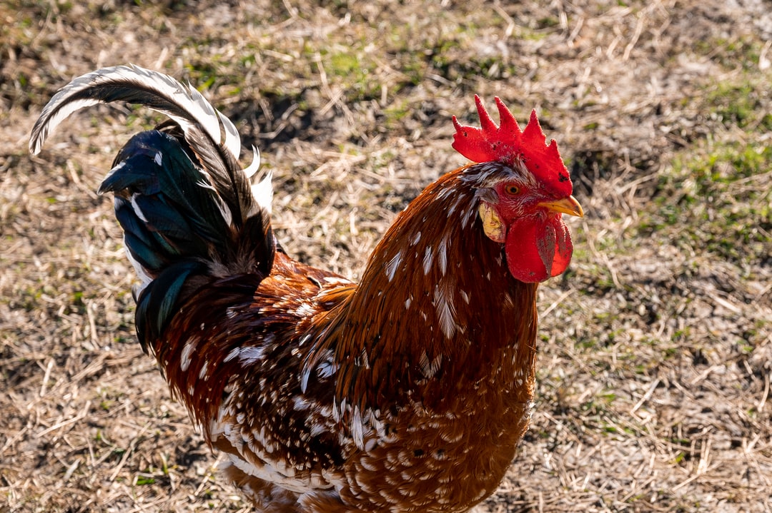 Levraifermier poulet africain élevage de la ferme d'akékoi